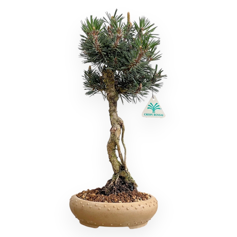 Pinus Thunbergii Kotobuki - Pino Nero - 41 cm