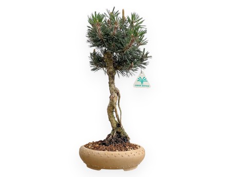 Pinus Thunbergii Kotobuki - Pino Negro - 41 cm