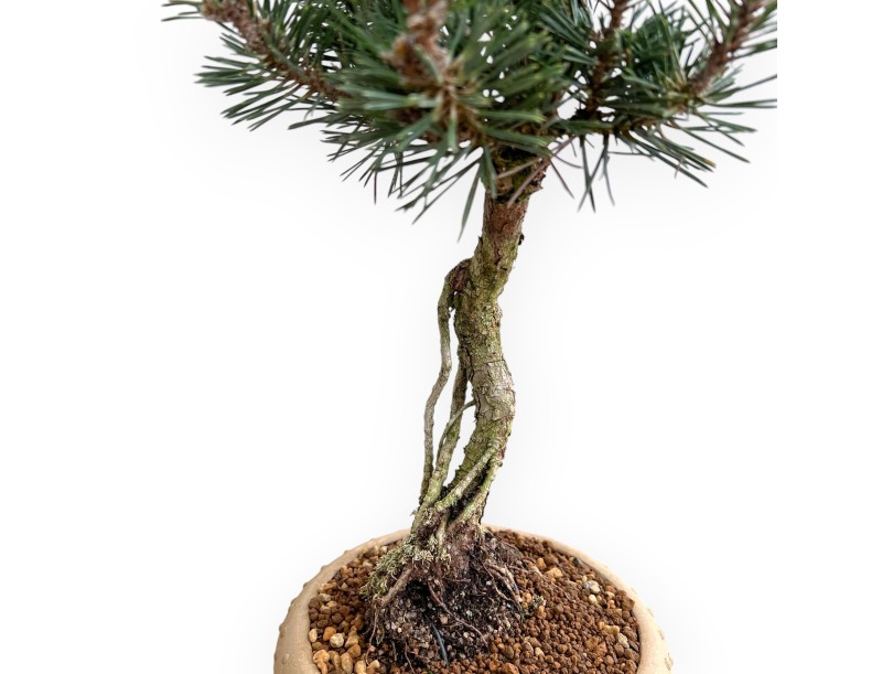 Pinus Thunbergii Kotobuki - Pino Negro - 41 cm