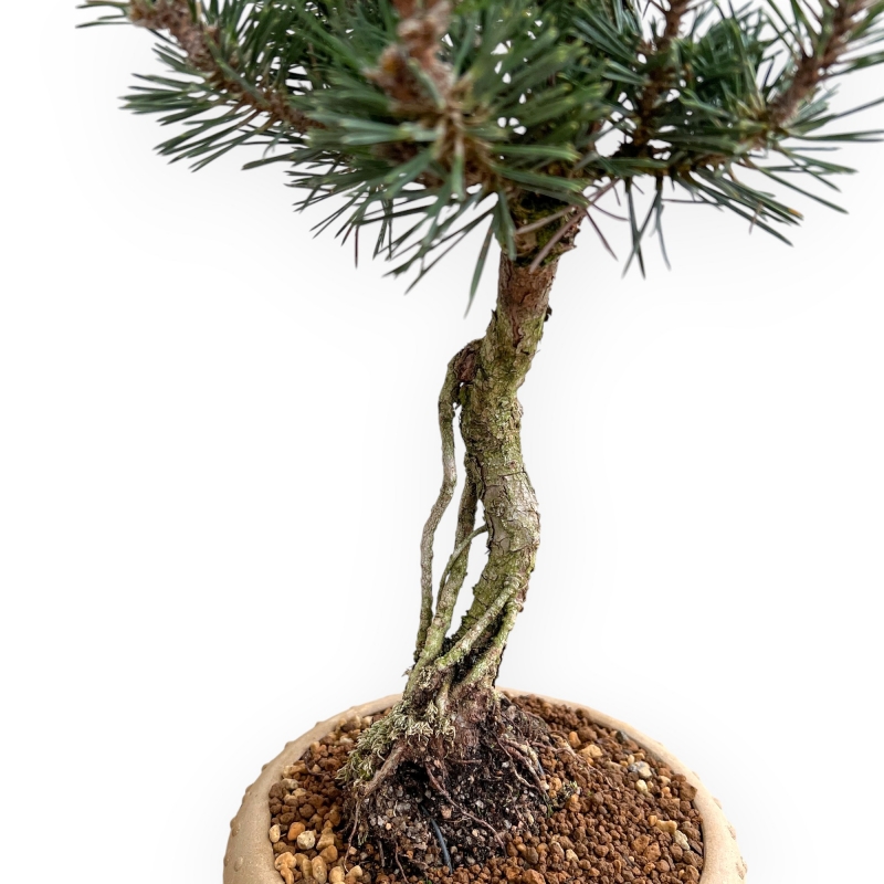 Pinus Thunbergii Kotobuki - Pino Nero - 41 cm