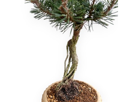 Pinus Thunbergii Kotobuki - Black Pine - 41 cm
