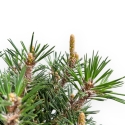 Pinus Thunbergii Kotobuki - Pino Nero - 41 cm