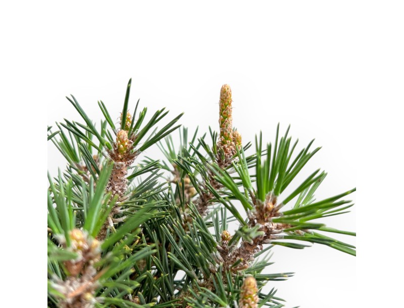 Pinus Thunbergii Kotobuki - Pino Negro - 41 cm