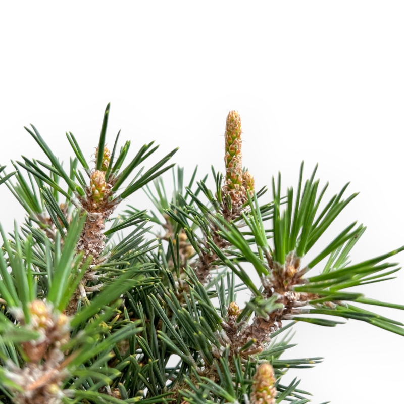 Pinus Thunbergii Kotobuki - Pino Nero - 41 cm