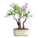 Syringa Vulgaris - Lillà - 30 cm