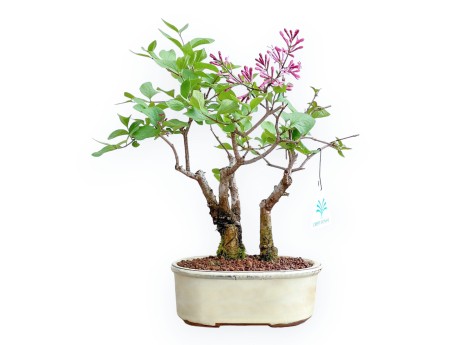 Syringa Vulgaris - Sering - 30 cm