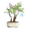 Syringa Vulgaris - Lillà - 30 cm