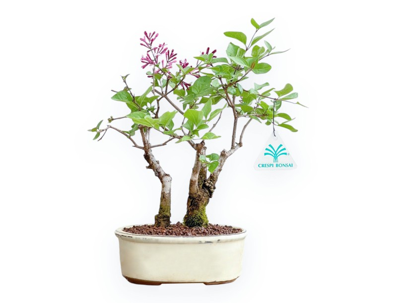 Syringa vulgaris – Flieder – 30 cm