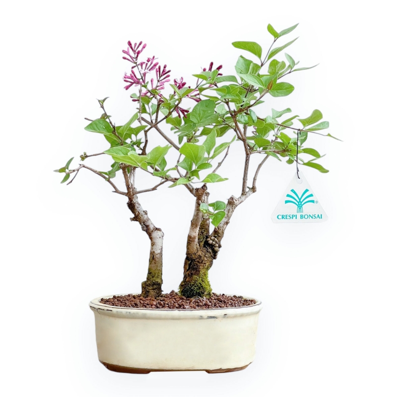 Syringa Vulgaris - Lillà - 30 cm