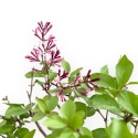Syringa Vulgaris - Lillà - 30 cm