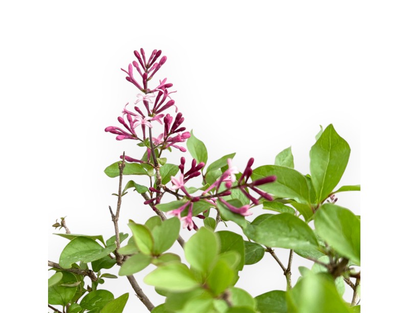 Syringa vulgaris – Flieder – 30 cm