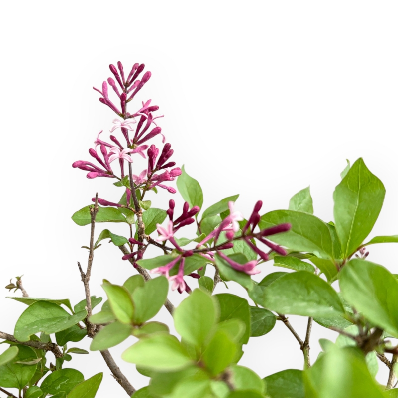 Syringa Vulgaris - Lillà - 30 cm