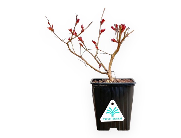 Lagerstroemia Indica Red Imperator - Kreppmyrte - 25 cm