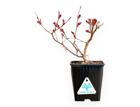 Lagerstroemia Indica Red Imperator - Crespón de Mirto - 25 cm