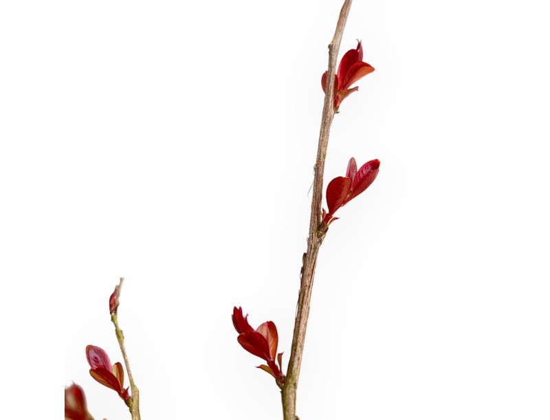 Lagerstroemia Indica Red Imperator - Rouwband Mirte - 25 cm