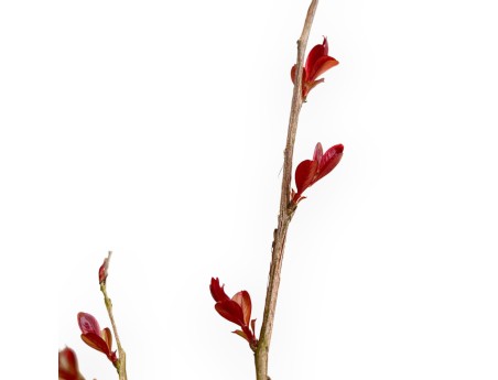 Lagerstroemia Indica Red Imperator - Crespón de Mirto - 25 cm
