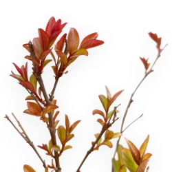 Legestroemia Indica Enduring Red - Rouwband Mirte - 30 cm