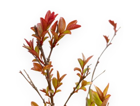 Lagerstroemia Indica Enduring Red - Mirto Crespo - 30 cm