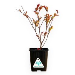 Legestroemia Indica Enduring Red - Rouwband Mirte - 30 cm