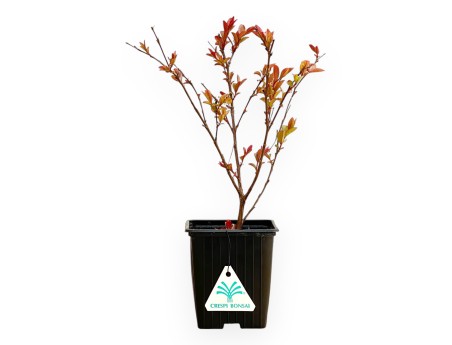 Lagerstroemia Indica Enduring Red - Mirto Crespo - 30 cm