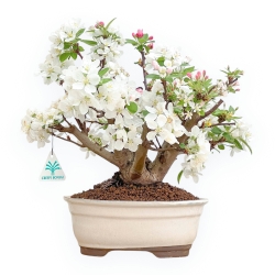 Malus Evereste - Pommier - 33 cm