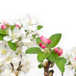 Malus Evereste - Apple Tree - 33 cm