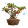 Chaenomeles Chojubai - Cotogno - 31 cm