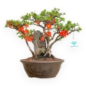 Chaenomeles Chojubai - Asian Quince - 31 cm