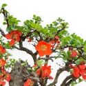 Chaenomeles Chojubai - Asian Quince - 31 cm