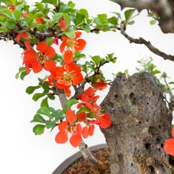 Chaenomeles Chojubai - Asian Quince - 31 cm