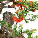 Chaenomeles Chojubai - Asian Quince - 31 cm