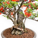 Chaenomeles Chojubai - Asian Quince - 31 cm
