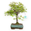 Zelkova Serrata - Elm - 30 cm