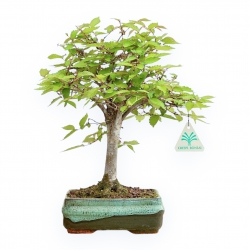 Zelkova Serrata - Elm - 30 cm