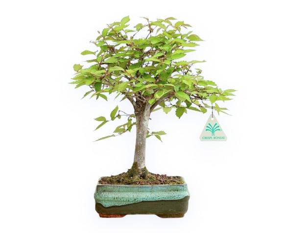 Zelkova Serrata - Olmo - 30 cm