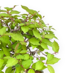 Zelkova Serrata - Elm - 30 cm