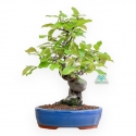 Pseudocydonia Chinensis - Apple Tree - 37 cm