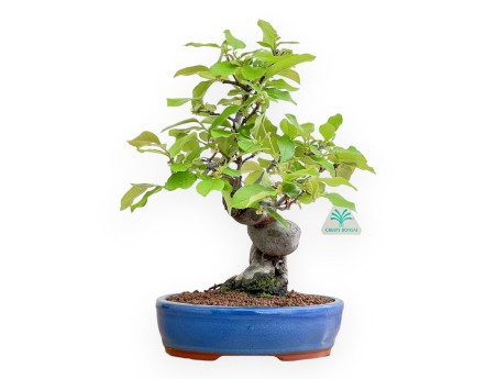 Pseudocydonia Chinensis - Cotogno - 37 cm
