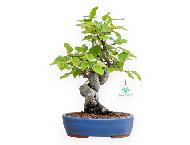 Pseudocydonia Chinensis - Cognassier - 37 cm