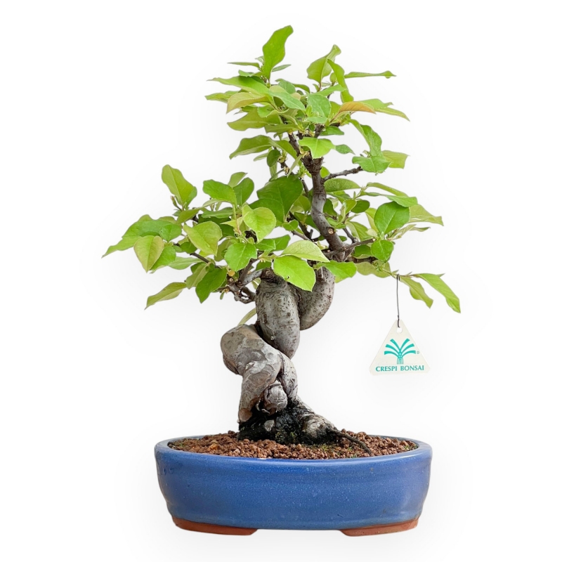 Pseudocydonia Chinensis - Apple Tree - 37 cm