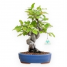 Pseudocydonia Chinensis - Apple Tree - 37 cm