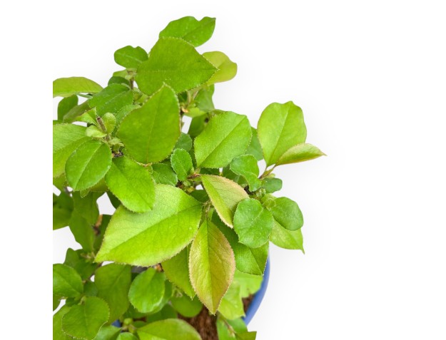 Pseudocydonia Chinensis - Cognassier - 37 cm 2