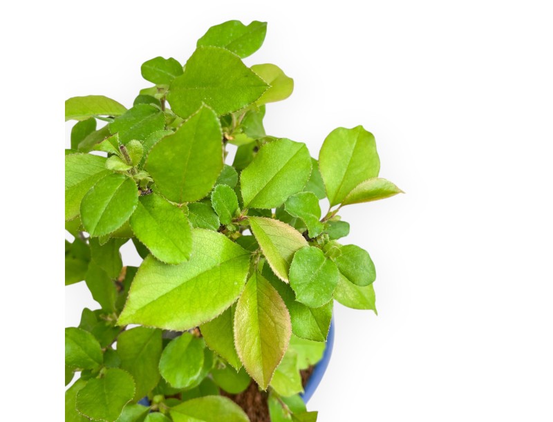 Pseudocydonia Chinensis - Cognassier - 37 cm