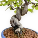 Pseudocydonia Chinensis - Apple Tree - 37 cm