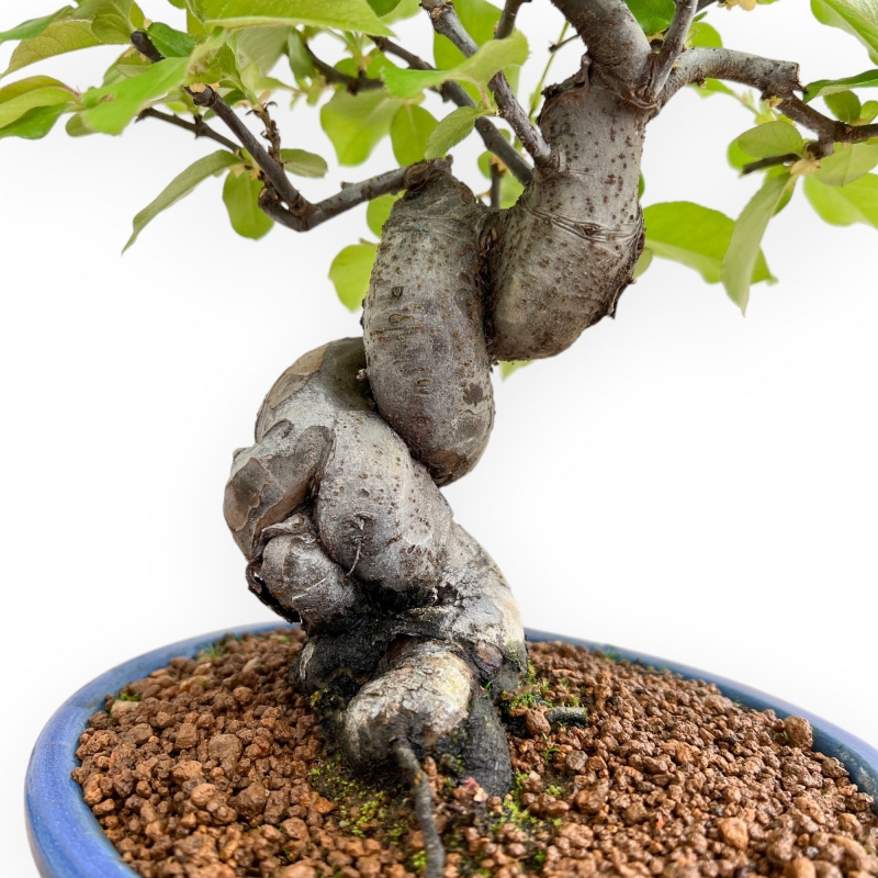 Pseudocydonia Chinensis - Apple Tree - 37 cm