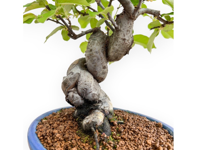 Pseudocydonia Chinensis - Cognassier - 37 cm