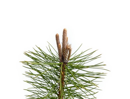 Pinus Nigra Austriaca - Pino Nero - 50 cm
