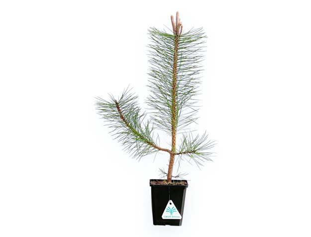 Pinus Nigra Austriaca - Pin Noir - 50 cm