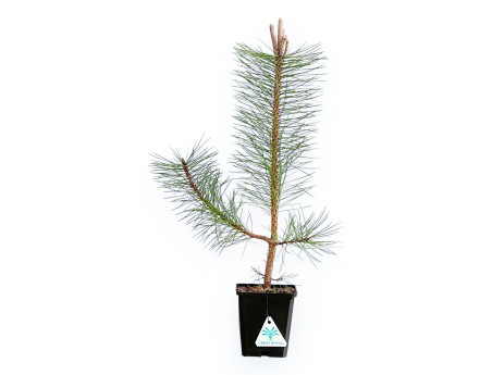 Pinus Nigra Austriaca - Black Pine - 50 cm