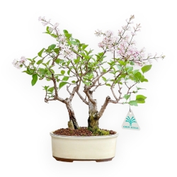 Syringa Vulgaris - Lillà - 30 cm